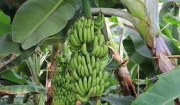 大香蕉大香蕉国产,探寻神秘国度的魅力与传奇