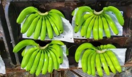 大香蕉之国产,大香蕉之国的繁荣与传奇